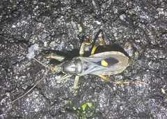 Ectomocoris atrox