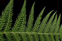 Dennstaedtia appendiculata