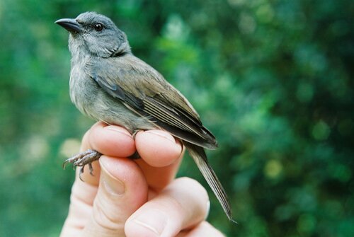 Orangequit (Euneornis campestris), photo 3