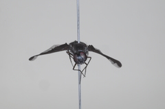 Anthrax angustipennis