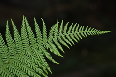 Dennstaedtia appendiculata