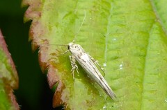 Stathmopoda plumbiflua