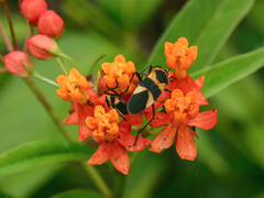 Oncopeltus cingulifer