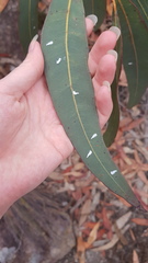 Eucalyptolyma maideni