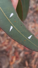 Eucalyptolyma maideni