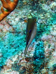 Canthigaster rostrata