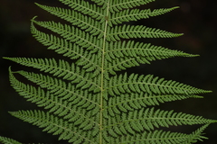 Dennstaedtia appendiculata