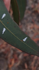 Eucalyptolyma maideni