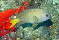 Microspathodon chrysurus