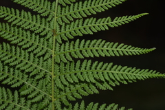 Dennstaedtia appendiculata