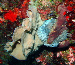 Callyspongia aculeata