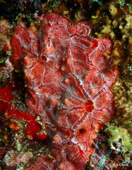 Monanchora arbuscula