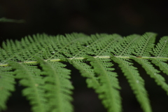 Dennstaedtia appendiculata