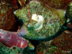 Macrostrombus costatus