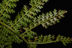 Dennstaedtia appendiculata
