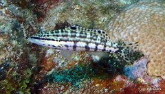 Serranus tigrinus