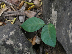 Chonemorpha fragrans