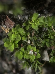 Syntrichia laevipila