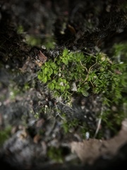 Syntrichia laevipila