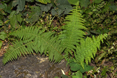 Dennstaedtia appendiculata
