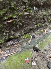 Syntrichia laevipila