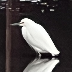 Egretta thula