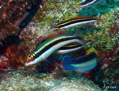 Halichoeres maculipinna