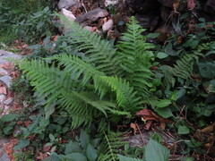 Dennstaedtia appendiculata