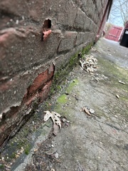 Syntrichia laevipila