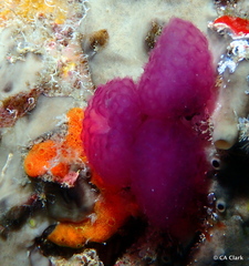 Eudistoma