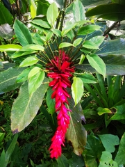 Alpinia purpurata