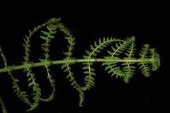 Dennstaedtia appendiculata