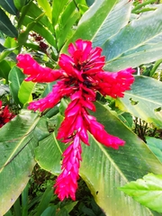 Alpinia purpurata