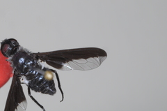 Anthrax angustipennis