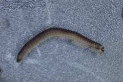 Cylindroiulus truncorum