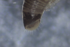 Cylindroiulus truncorum