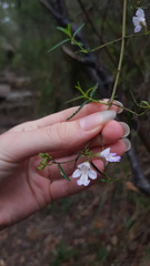 Prostanthera linearis