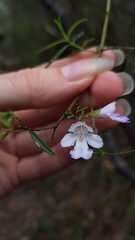 Prostanthera linearis
