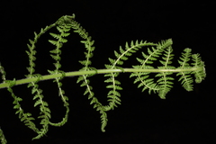 Dennstaedtia appendiculata