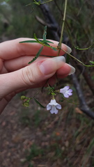 Prostanthera linearis