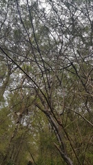 Prostanthera linearis