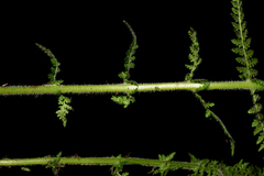 Dennstaedtia appendiculata