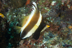 Heniochus chrysostomus