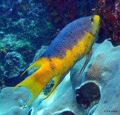 Bodianus rufus
