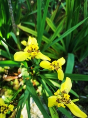 Trimezia steyermarkii