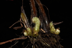 Dennstaedtia appendiculata