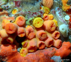 Tubastraea