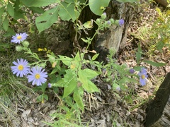 Symphyotrichum anomalum