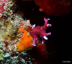 Stylaster roseus