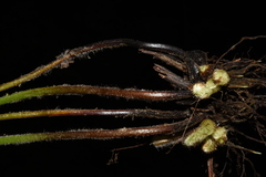Dennstaedtia appendiculata